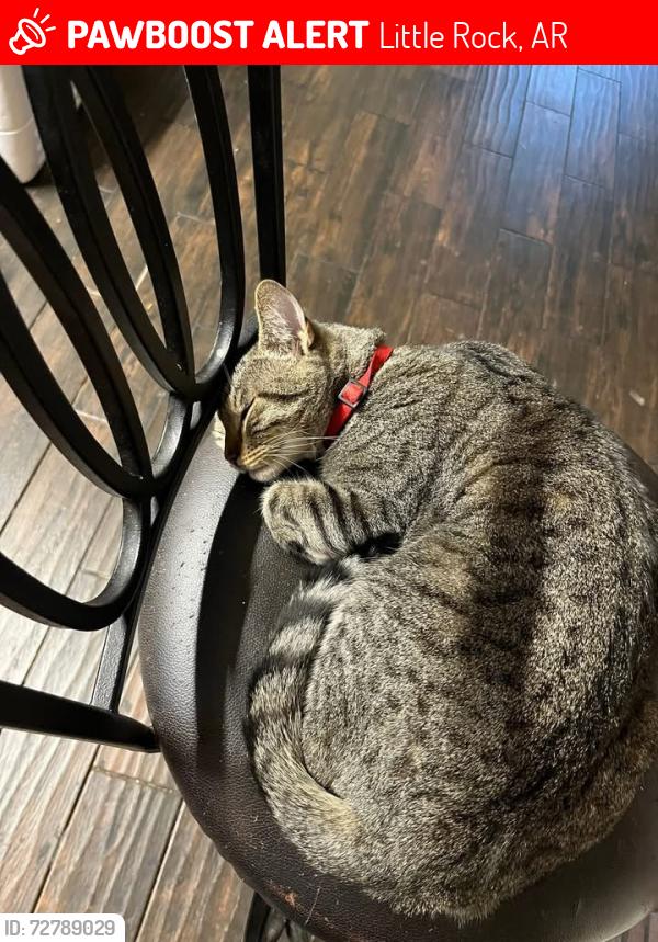 Lost Male Cat last seen Peace Valley Rd, Little Rock, AR 72103