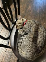 Lost Male Cat last seen Peace Valley Rd, Little Rock, AR 72103