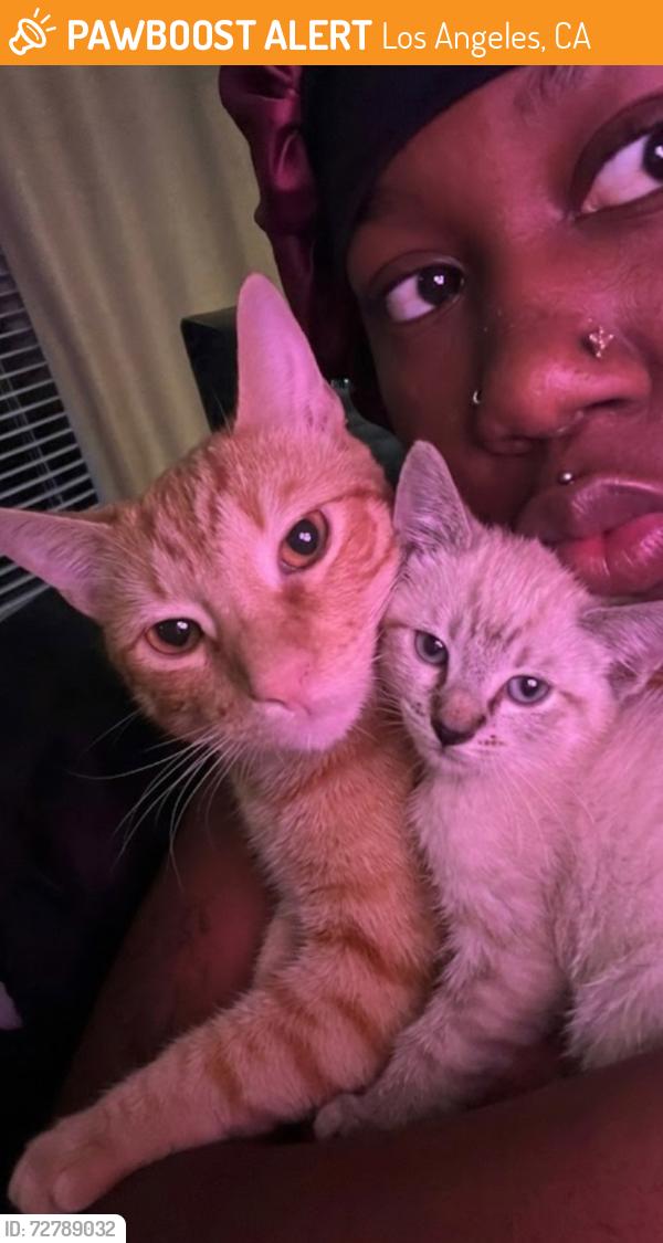 Found/Stray Female Cat last seen Near W 25th St, Los Angeles, CA 90007, Los Angeles, CA 90007
