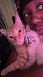 Found/Stray Female Cat last seen Near W 25th St, Los Angeles, CA 90007, Los Angeles, CA 90007