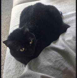Lost Female Cat last seen Belle isle swimming pool , Orlando, FL 32812