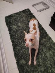 Lost Male Dog last seen Fritz Allen, Biway, Roberts Cut Off Rd, Andover St, Fort Worth, TX 76114