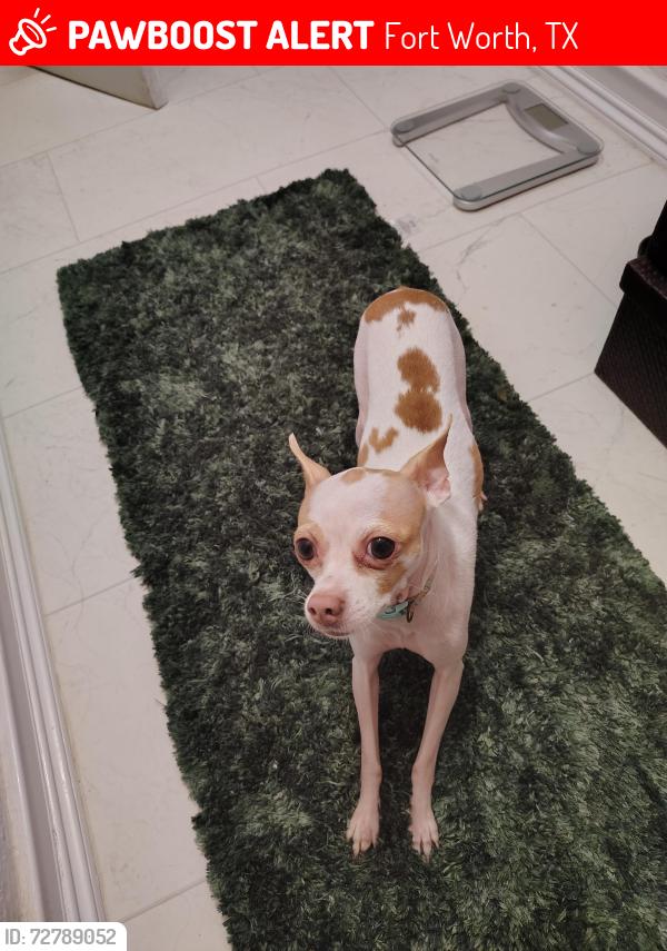 Lost Male Dog last seen Fritz Allen, Biway, Roberts Cut Off Rd, Andover St, Fort Worth, TX 76114