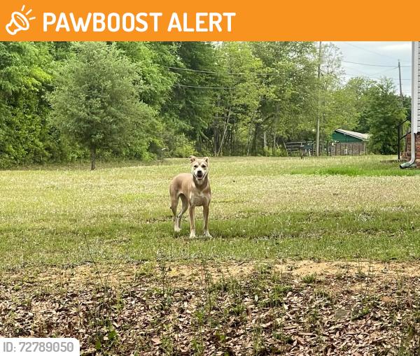 Found/Stray Unknown Dog last seen It was at the end of the dip is on Mckenzie by the bridge. , North Northwest Pensacola, FL 32533