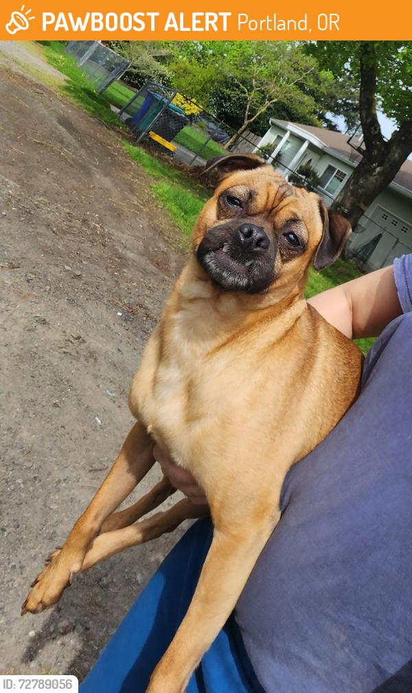 Found/Stray Male Dog last seen 85th, Portland, OR 97220