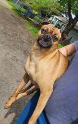 Found/Stray Male Dog last seen 85th, Portland, OR 97220