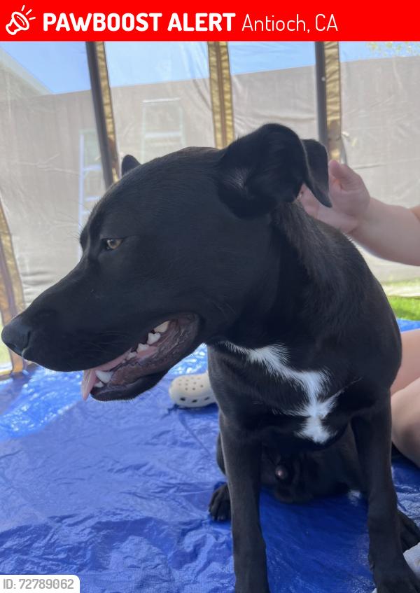 Lost Male Dog last seen August way & Bart , Antioch, CA 94509