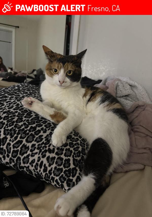 Lost Female Cat last seen College and McKenzie , Fresno, CA 93701
