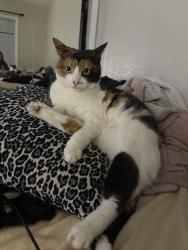 Lost Female Cat last seen College and McKenzie , Fresno, CA 93701
