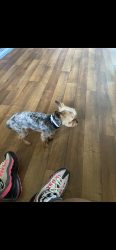 Lost Male Dog last seen East Oakland near castlemont high school , Oakland, CA 94605