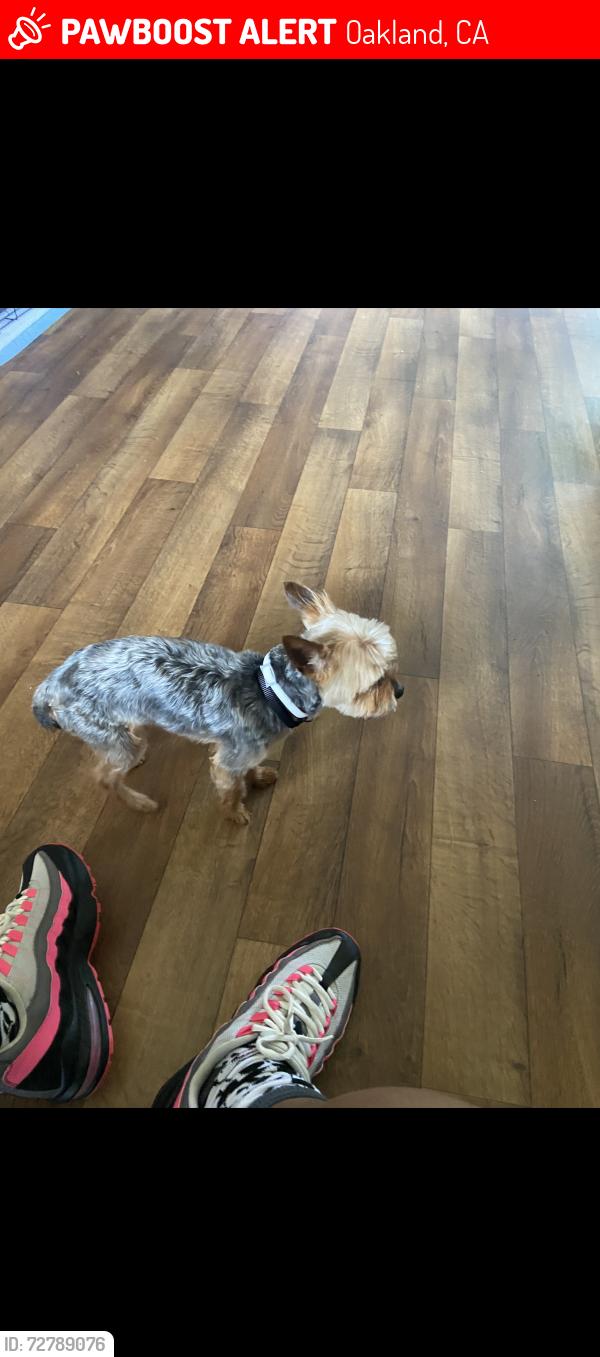 Lost Male Dog last seen East Oakland near castlemont high school , Oakland, CA 94605