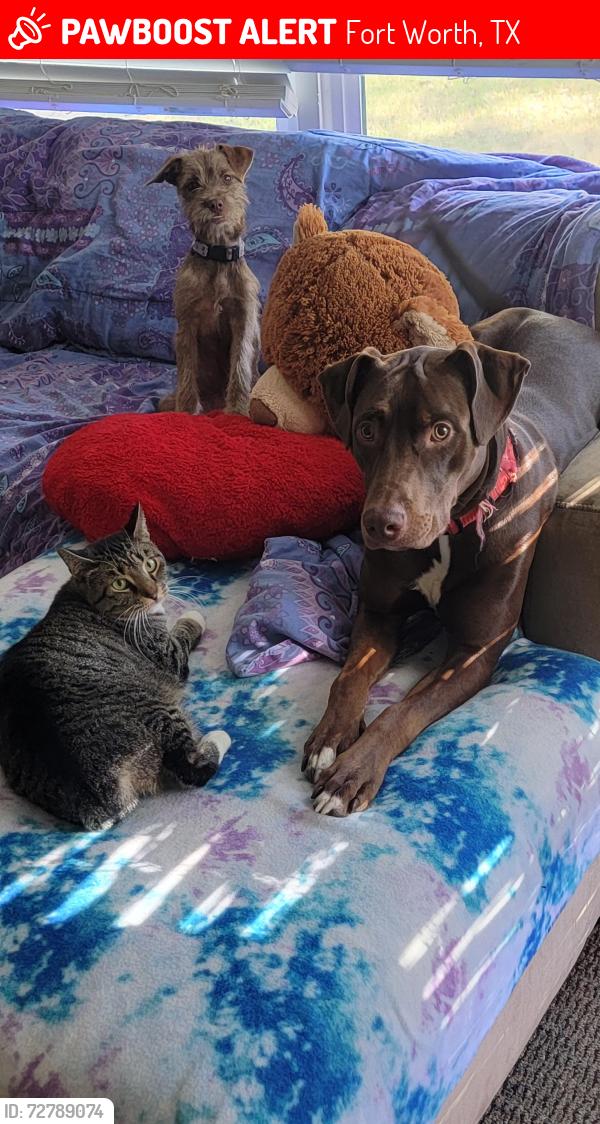 Lost Unknown Dog last seen Mccart and biddison, Fort Worth, TX 76110