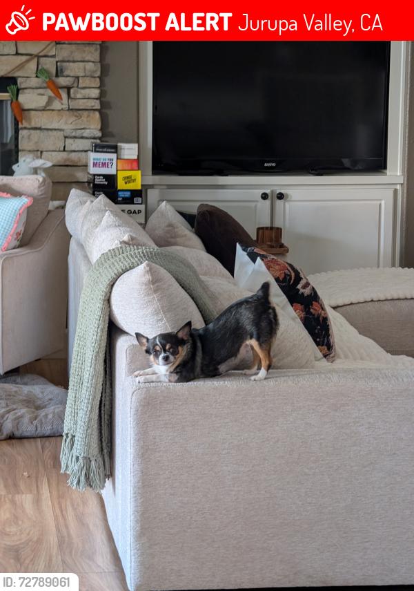 Lost Female Dog last seen Edwards Theater, Best Buy, Jurupa Valley, CA 91752