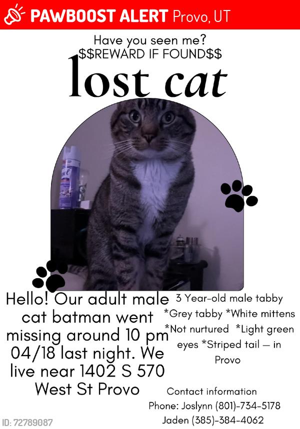 Lost Male Cat last seen W 1560 S, Provo, UT 84601
