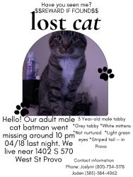 Lost Male Cat last seen W 1560 S, Provo, UT 84601