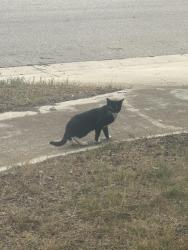 Found/Stray Unknown Cat last seen O’reillys , Seguin, TX 78155