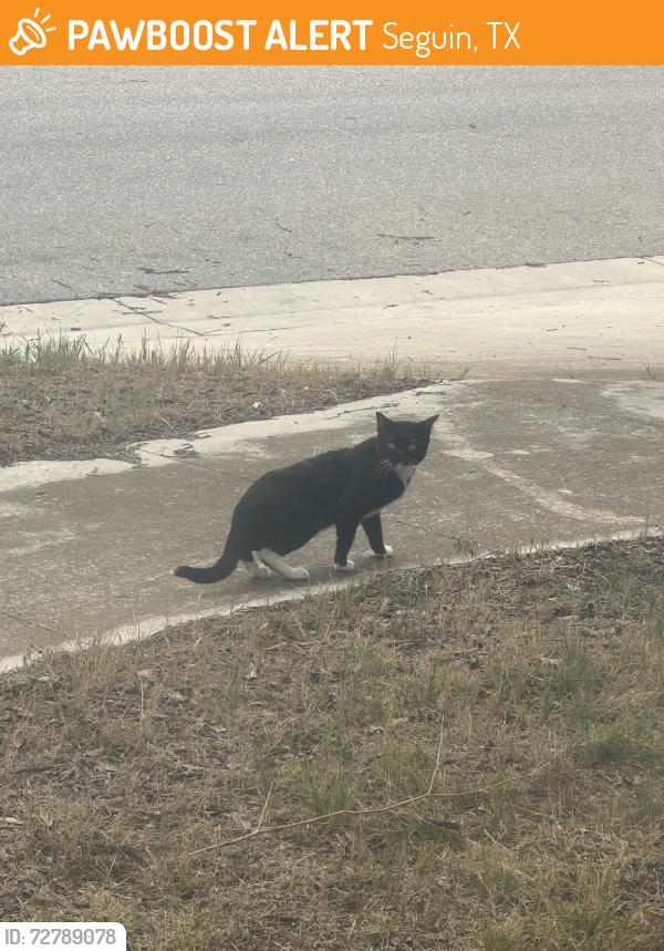 Found/Stray Unknown Cat last seen O’reillys , Seguin, TX 78155