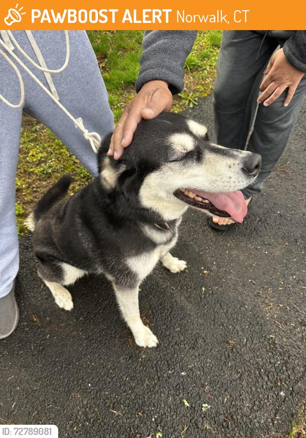 Found/Stray Female Dog last seen Wolfpit Ave., Norwalk, CT 06851