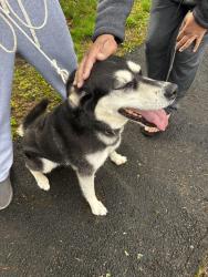 Found/Stray Female Dog last seen Wolfpit Ave., Norwalk, CT 06851