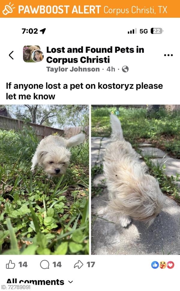 Found/Stray Male Dog last seen Mcardle, Corpus Christi, TX 78415