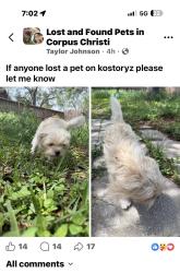 Found/Stray Male Dog last seen Mcardle, Corpus Christi, TX 78415