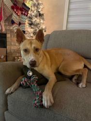 Shelter Stray Male Dog last seen Near BLOCK OF VILLAGE GREEN, San Antonio, TX 78227