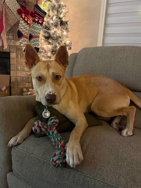 Shelter Stray Male Dog last seen Near BLOCK OF VILLAGE GREEN, San Antonio, TX 78227