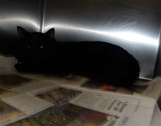 Shelter Stray Male Cat last seen , Los Angeles, CA 90025