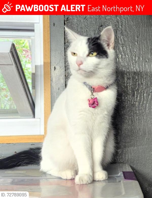 Lost Female Cat last seen Medford Lane and Klaibar Lane, East Northport, NY 11731