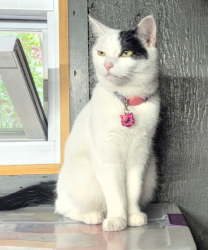 Lost Female Cat last seen Medford Lane and Klaibar Lane, East Northport, NY 11731