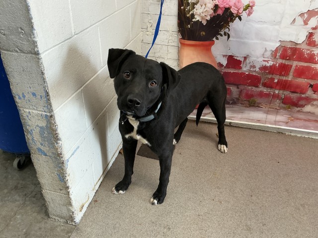 Shelter Stray Male Dog last seen TIPPECANOE X CENTRAL, San Bernardino, CA 92401