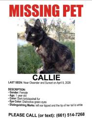 Lost Female Cat last seen Near , Bakersfield, CA 93304