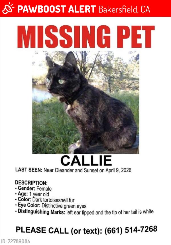 Lost Female Cat last seen Near , Bakersfield, CA 93304