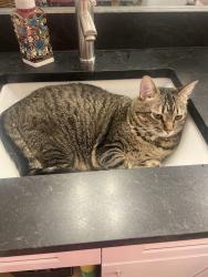 Lost Female Cat last seen Bryson Cove, Thompson’s Station Road, Thompson's Station, TN 37179