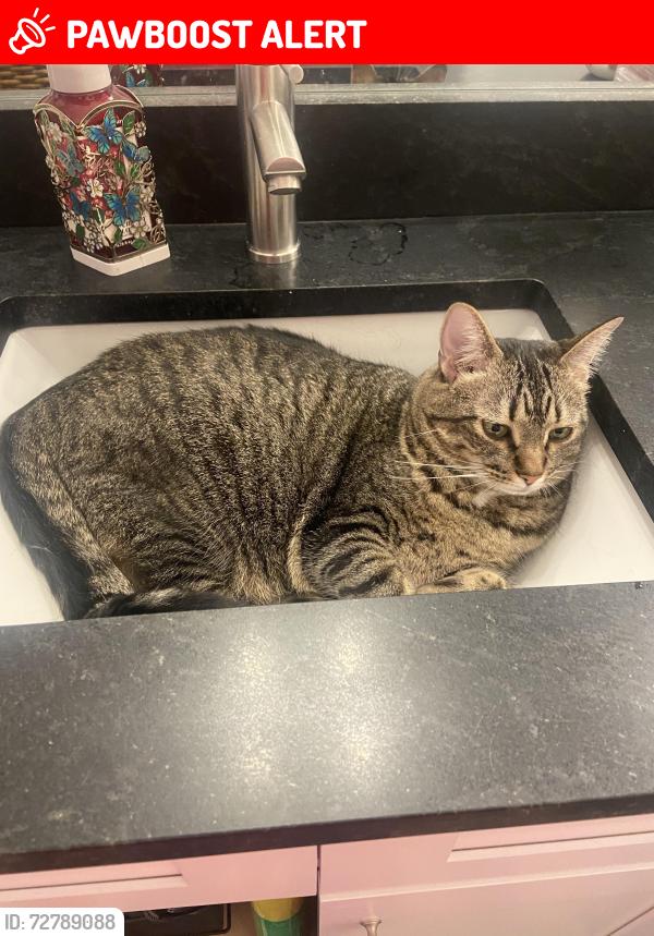 Lost Female Cat last seen Bryson Cove, Thompson’s Station Road, Thompson's Station, TN 37179