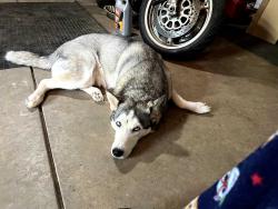 Lost Male Dog last seen Last seen heading west on Stella from Pantano. , Tucson, AZ 85730