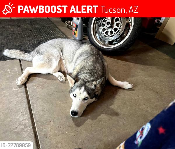 Lost Male Dog last seen Last seen heading west on Stella from Pantano. , Tucson, AZ 85730