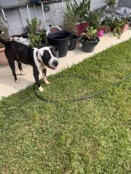 Found/Stray Male Dog last seen Hackle, New Caney, TX 77357