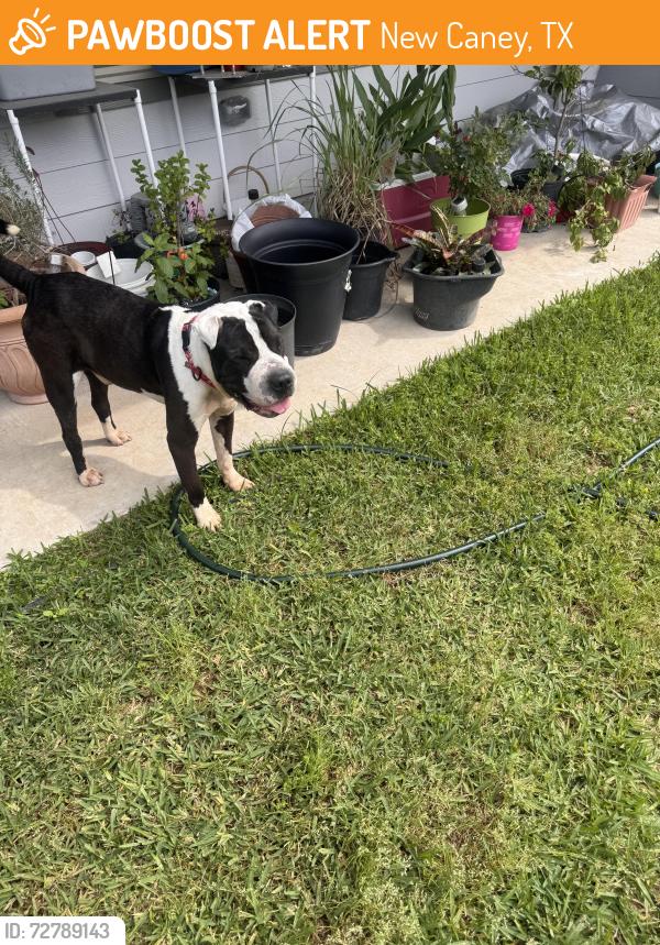 Found/Stray Male Dog last seen Hackle, New Caney, TX 77357