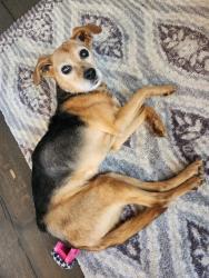 Lost Female Dog last seen Everett road, Forest, VA 24551