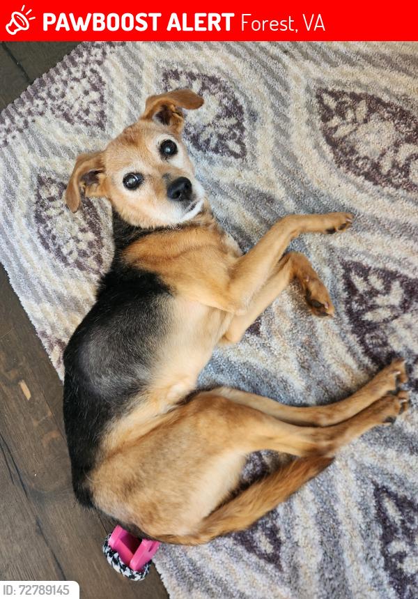 Lost Female Dog last seen Everett road, Forest, VA 24551
