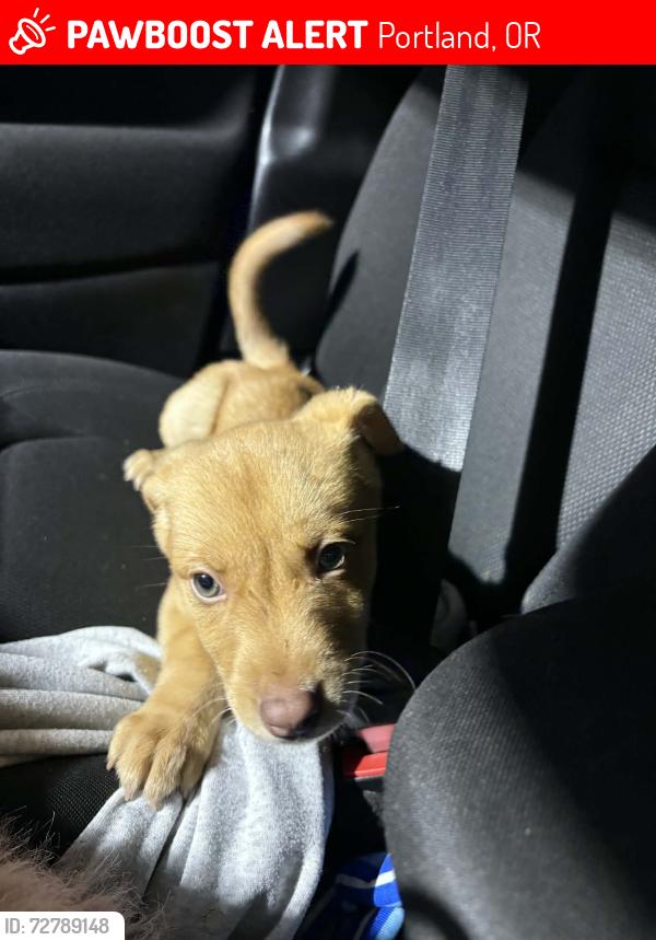 Lost Female Dog last seen Near sw Galeburn st near capitol highway , Portland, OR 97219