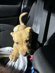 Lost Female Dog last seen Near sw Galeburn st near capitol highway , Portland, OR 97219