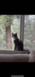 Lost Female Cat last seen Maple crest neighborhood, Vancouver, WA 98682