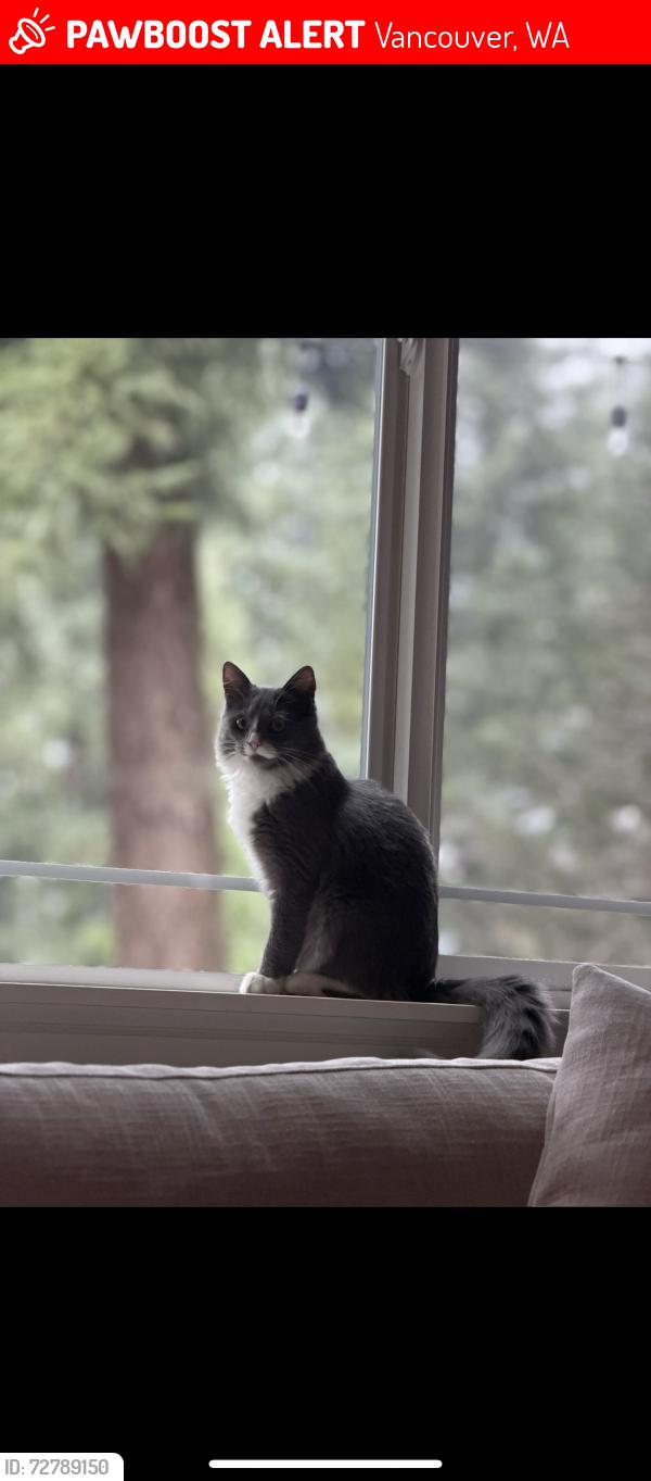 Lost Female Cat last seen Maple crest neighborhood, Vancouver, WA 98682