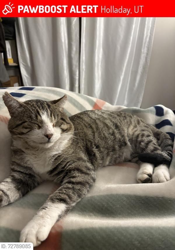 Lost Male Cat last seen Near S Holladay Blvd, Holladay, UT 84124