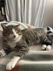 Lost Male Cat last seen Near S Holladay Blvd, Holladay, UT 84124