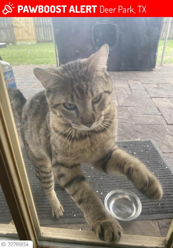 Lost Male Cat last seen Arbor and Luella, Deer Park, TX 77536