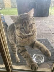 Lost Male Cat last seen Arbor and Luella, Deer Park, TX 77536