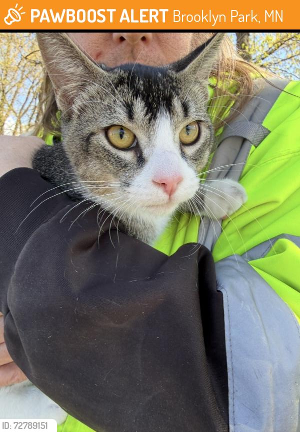 Found/Stray Unknown Cat last seen 85th and Noble Ave N at Central Park, Brooklyn Park, MN 55443